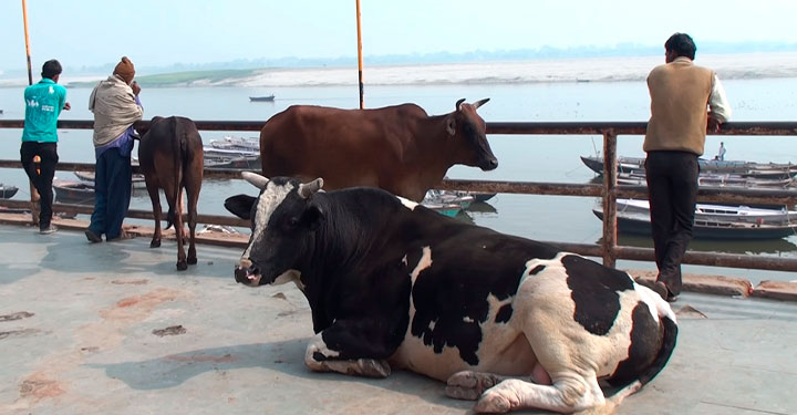 Почему корова священное животное в Индии